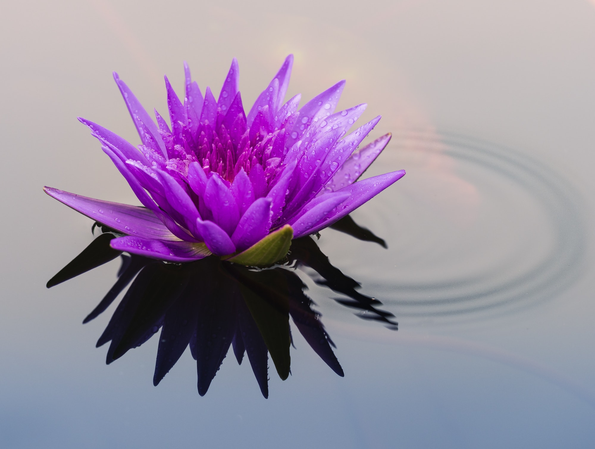 Fiore di loto meditativo